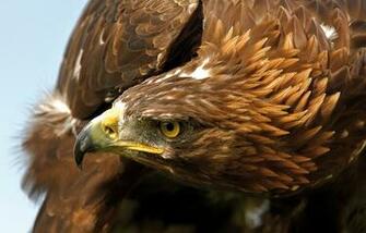 Golden Eagle Computer Wallpaper Desktop Background