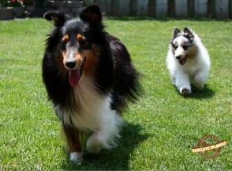 Sheltie Wallpaper