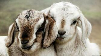 Animals HD Wallpaper Full 1080p