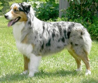 Australian Shepherd Puppies Pictures Miniature Diet Breeding