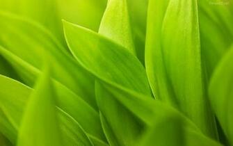 De Pantalla Hojas Verdes Macro HD Widescreen Gratis Imagenes