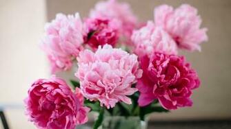 Peonies Background