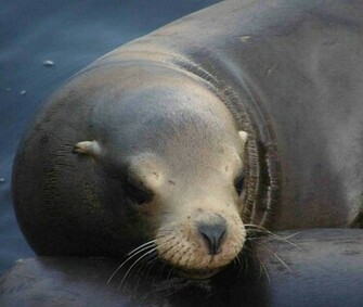 Wallpaper Sea Lion