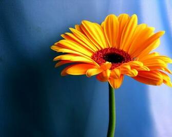 Yellow Daisy Wallpaper HD