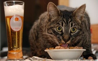 Wallpaper Et Fond D Cran De Funny Cat Desktop Avec Une