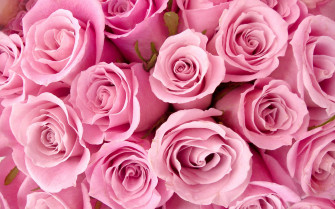 Cute Rose Wallpaper