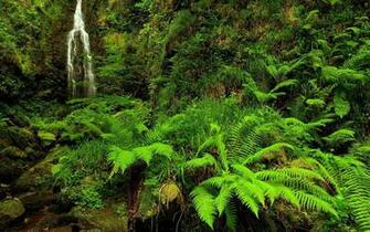 Wallpaper This For In HD Resolution Fern