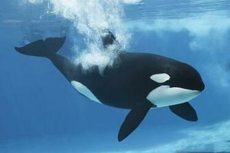 Poll Is Seaworld Defending Shamu Shows To Protect Orcas