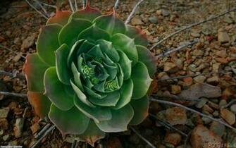 Cactus Plant Uploader Anonymous Licence Category Nature Tags