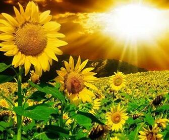 3d Sunflower Android Apps On Google Play