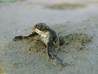 Of Many The Turtle Conservatives And Loving Individuals