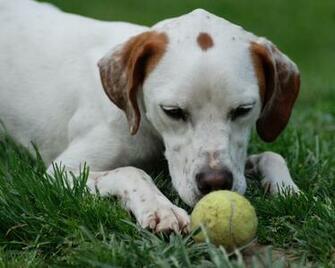 Dogs HD Wallpaper Check Out The Cool