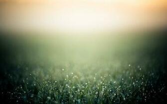 Daily Wallpaper Morning Grass