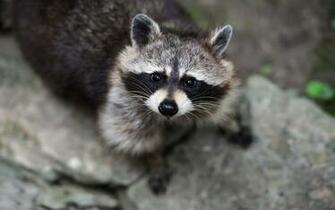 Raccoon Wallpaper