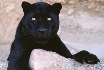 In One Lovely Desktop Mobile Wallpaper Black Big Cats