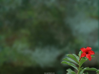 Natural Flower Wallpaper