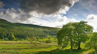 Wallpaper Field Tree Landscape Summer Desktop