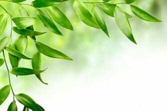 Flowers Green Leaves High Quality Background Pictures