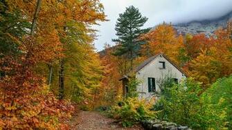 Image France Foliage Corsica Nature Autumn Roads Stones