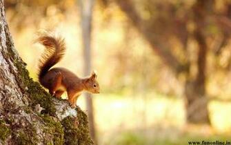 Squirrel Wallpaper Charming Squirrels HD