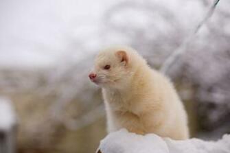 Ferret Wallpaper