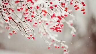 Red Berries In Snow Wallpaper