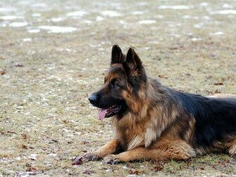 German Shepherd Wallpaper