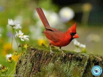Red Cardinal Picture Wallpaper In Resolution