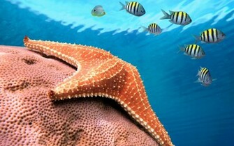 Starfish Computer Wallpaper Desktop Background Id