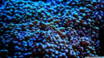 Blue Sea Anemone Wallpaper
