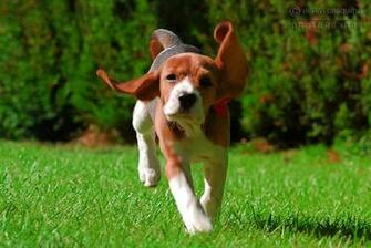 Beagle Wallpaper