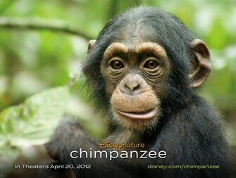 Chimpanzee Wallpaper Jpg