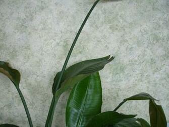 Texturing Painting Faux Finishing Home Painters In Plano Tx We