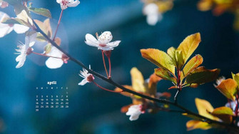 April Wallpaper Bies For Desktop Phones