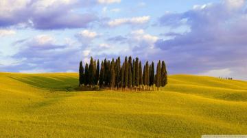 Cypress Trees Ultra HD Desktop Background Wallpaper For 4k UHD Tv
