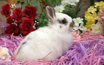 Easter Bunny Wallpaper HD Net