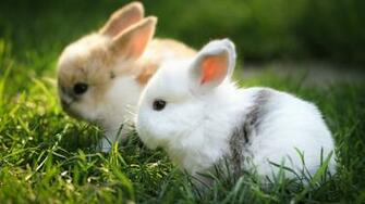 Cute Rabbit Wallpaper By
