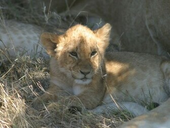 Lion Wallpaper 3d Nature