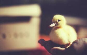 Baby Duck Wallpaper Animals