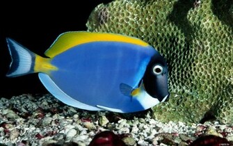 Blue Cool Fish Wallpaper