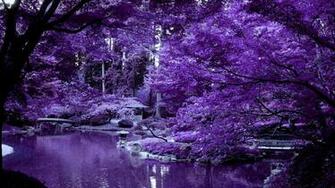 Violet Japanese Garden High Quality And Resolution