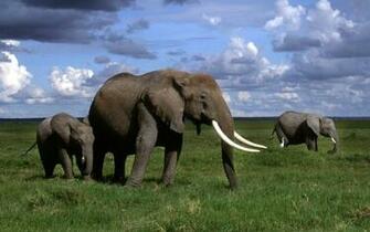 Wallpaper African Elephant
