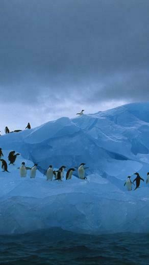 Wallpaper Penguins Iceberg Ocean iPhone 6s