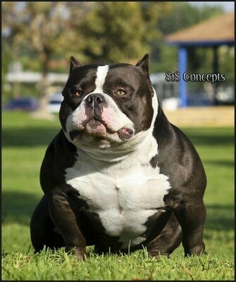From American Bully Pit Bull Pictures Wallpaper