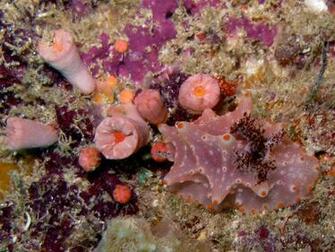 Coral Reefs HD Widescreen Wallpaper