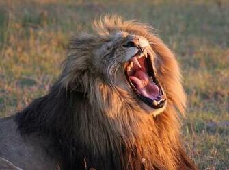 Lion Roar