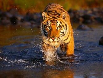 Best Desktop HD Wallpaper Tiger