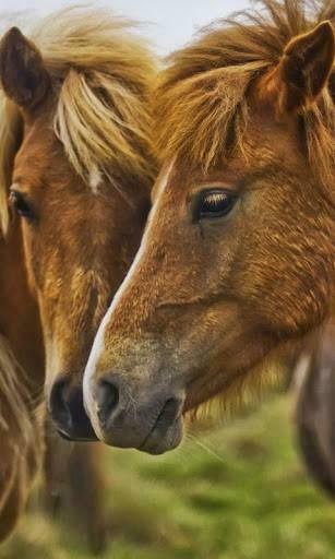 Horses Live Wallpaper S Jpg