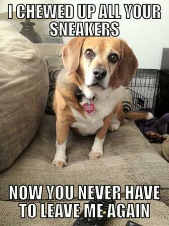 Funny Animal Captions Part Pics Photos