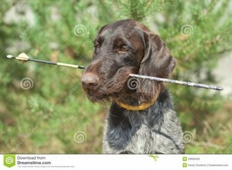 Hunting Dog Image Wallpaper HD Base